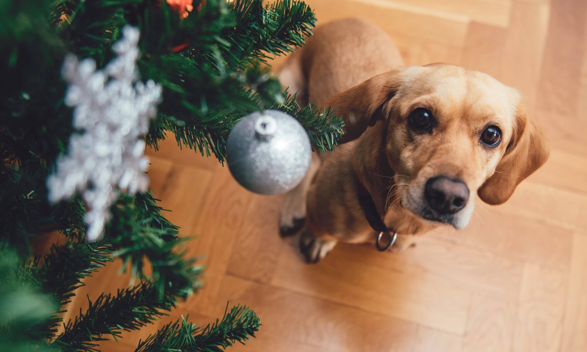 9 Christmas Tree Pet Safety Tips