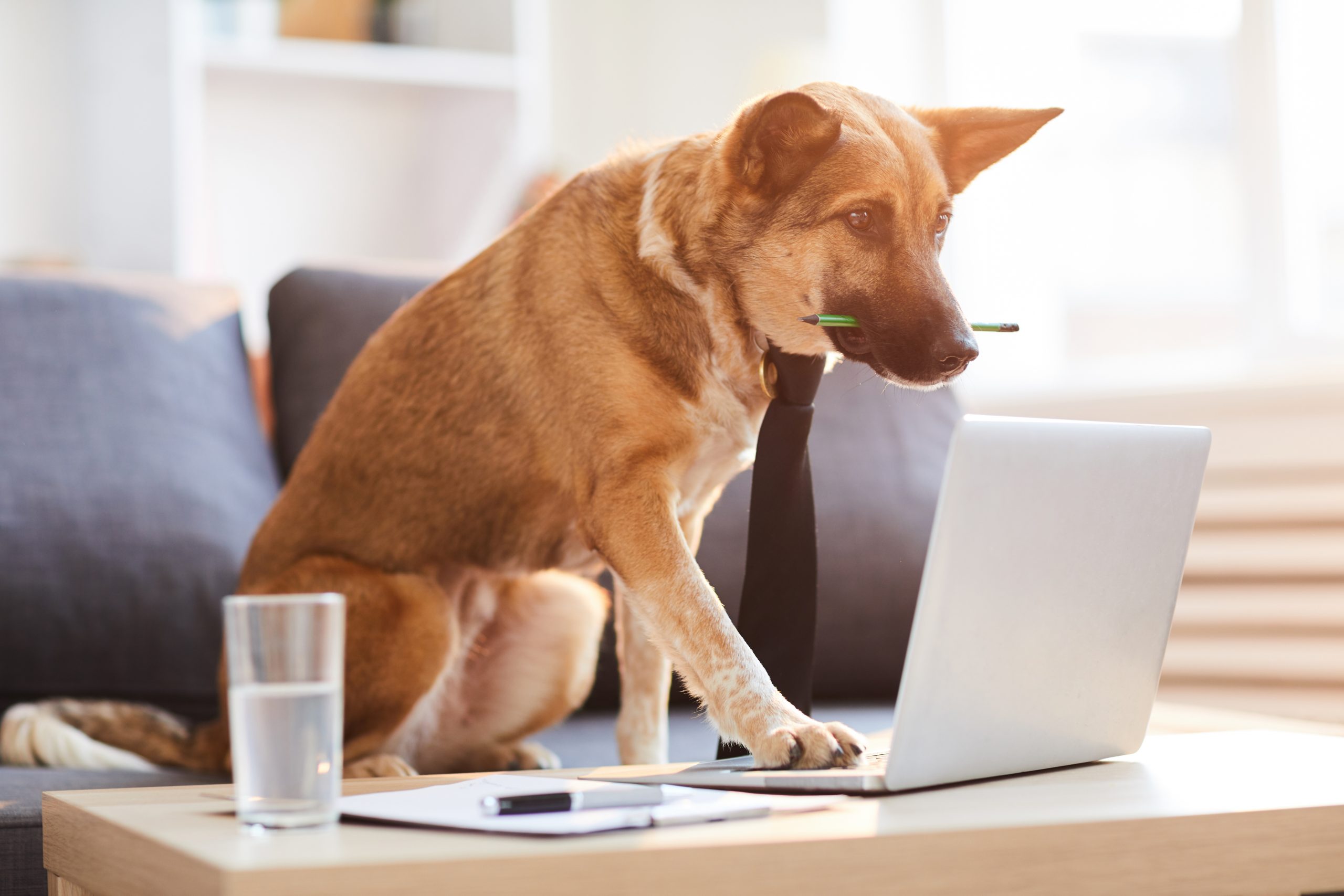 7 Tips for Working from Home with Your Dog