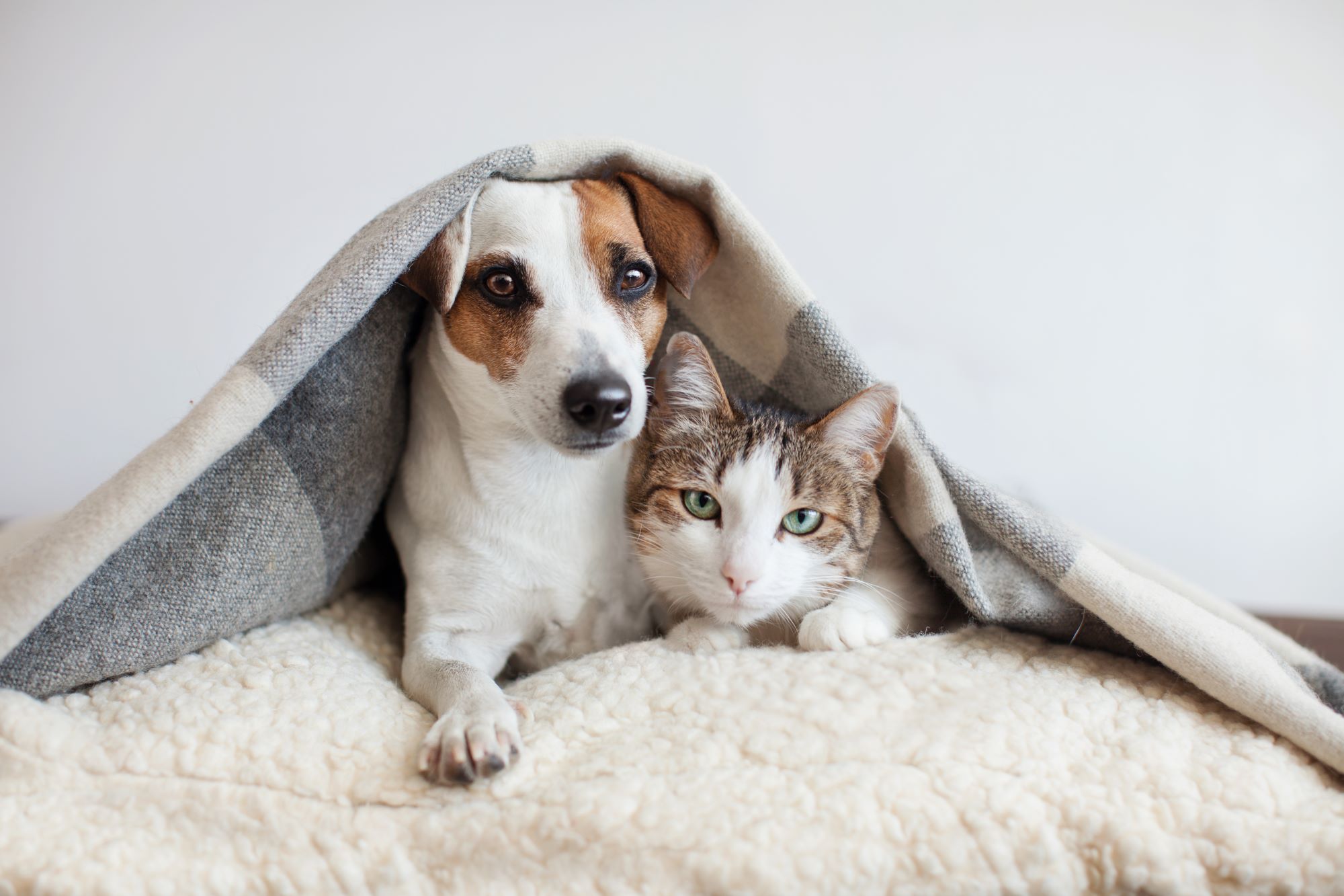 11 Tips to Keep Your Pets Safe During the Holidays