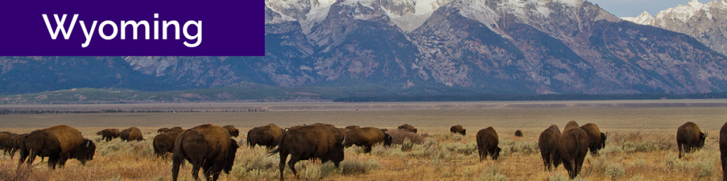 Wyoming - photo of bison below Grand Tetons